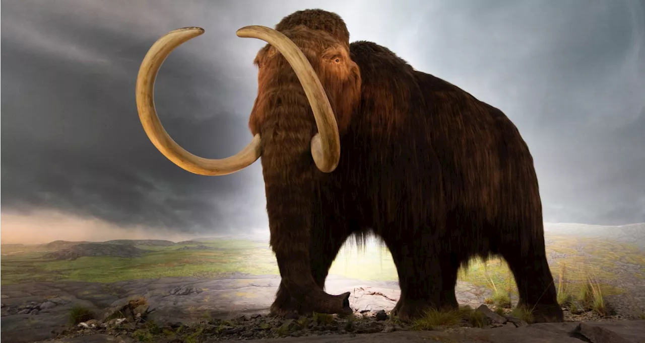 De-Extinction Startup Colossal Raises $200 Million, Aims for Woolly Mammoth Calf by 2028