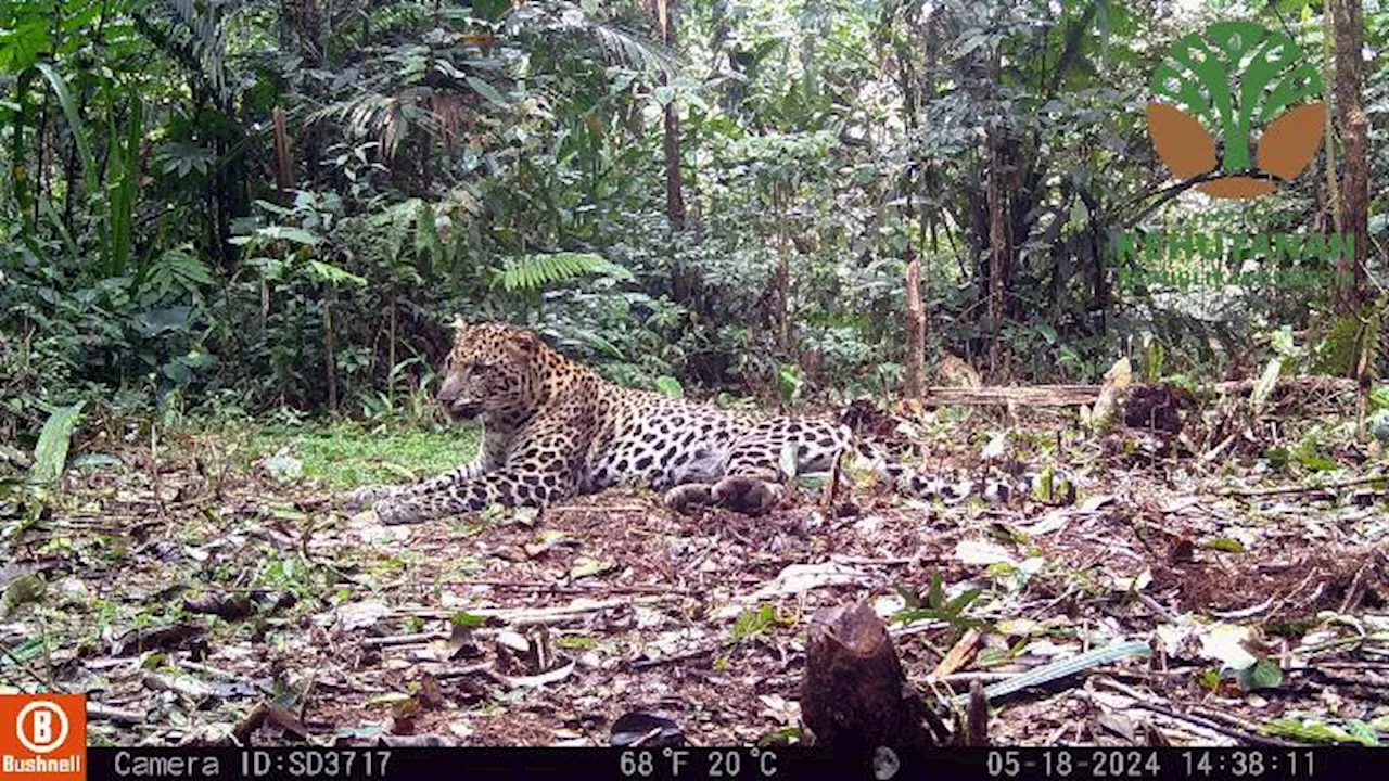 Macan Tutul Jawa Terekam Kamera Trap di Gunung Prau