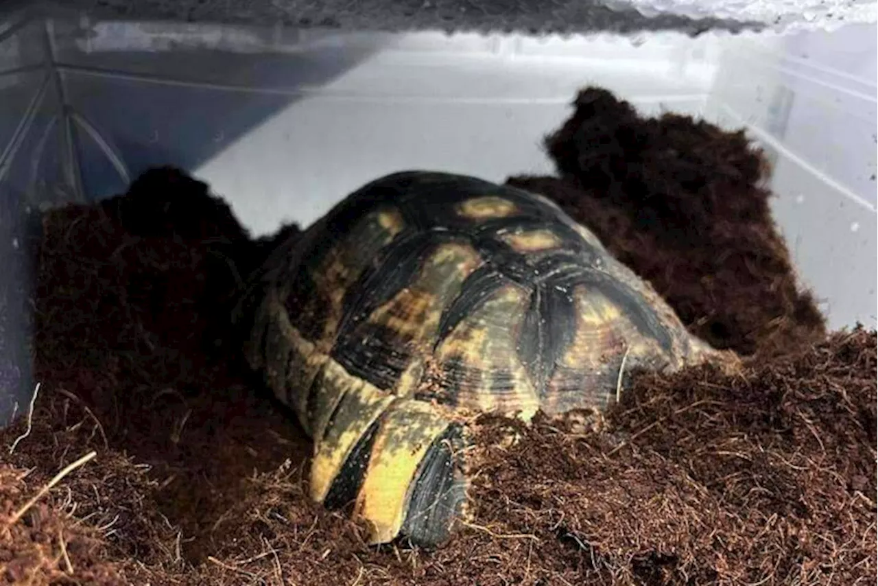 Tortoise Awakens After 15-Week Brumation in Refrigerator