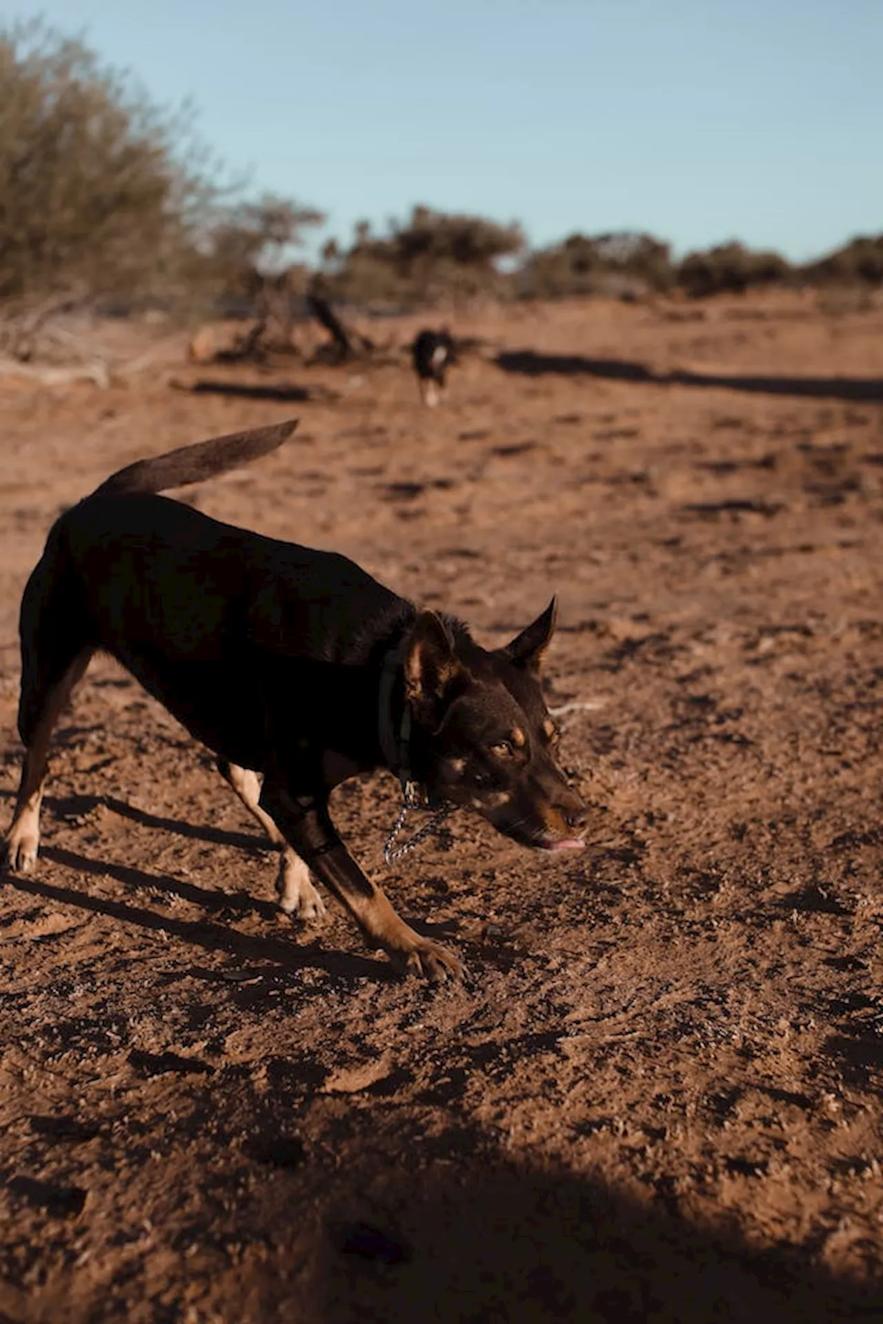 Managing a Dog in Heat: A Comprehensive Guide