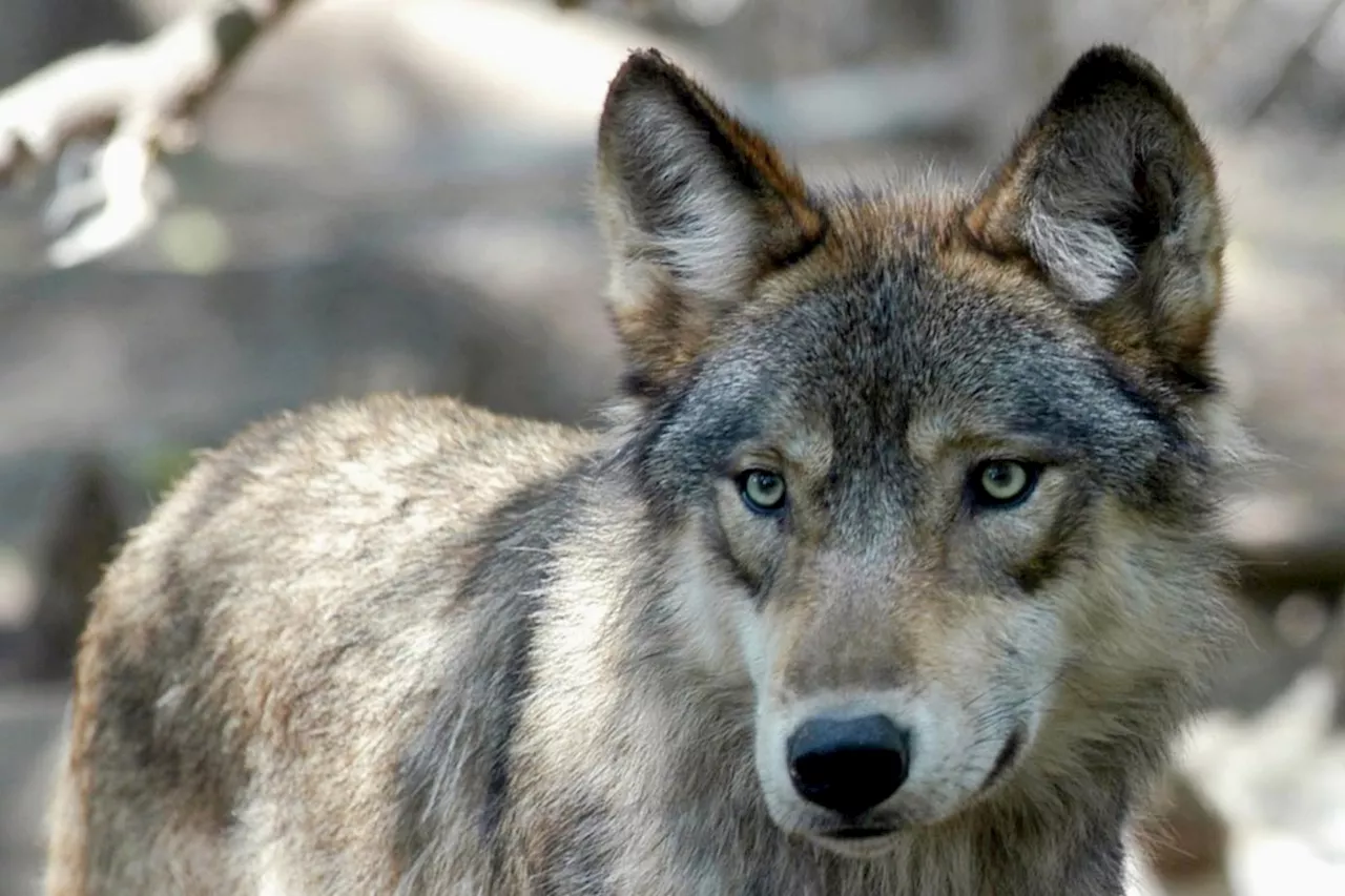 US Wildlife Team Captures Wolves in British Columbia for Colorado Release