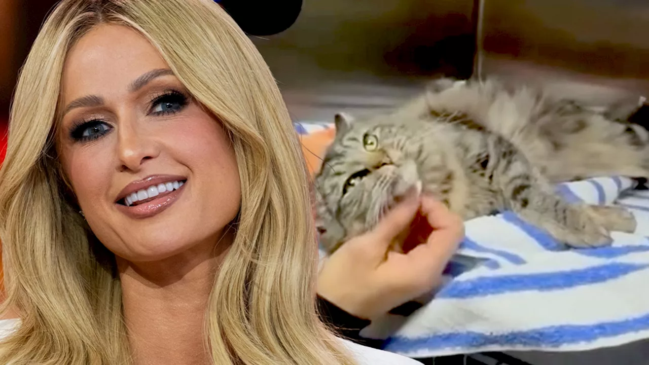 Paris Hilton Reunites Family with Lost Cat Amid LA Wildfire Relief Efforts