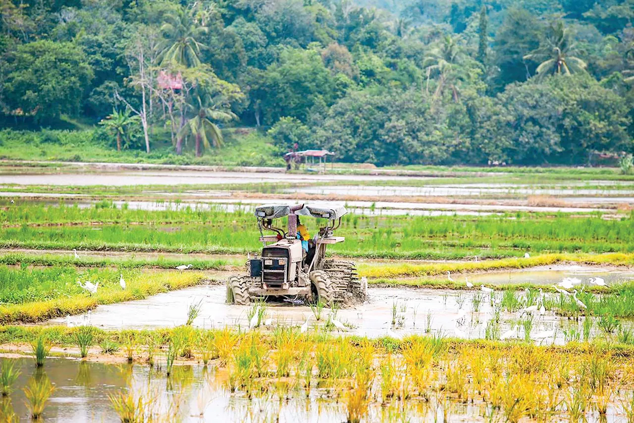 Belian padi RM1,600 paling sesuai harga beras semasa