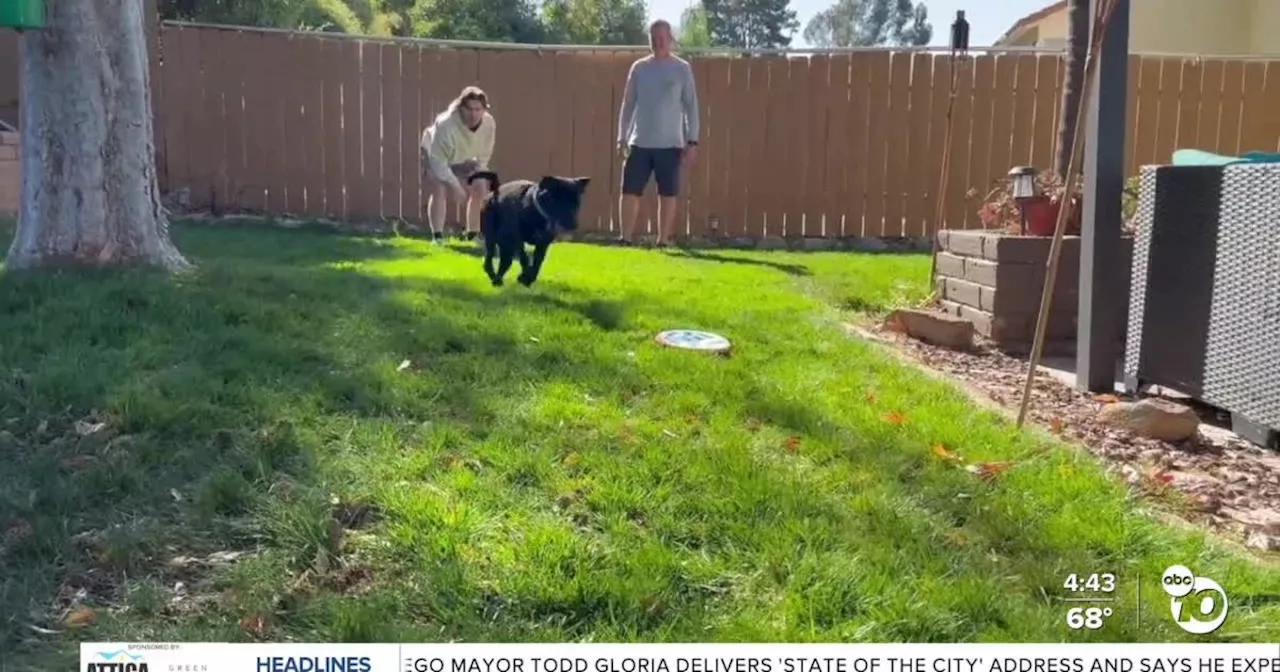 Wildfire Evacuees Find Fur-Ever Homes in San Diego