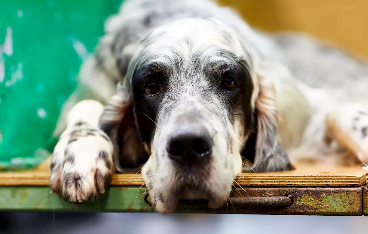 Tragédie à Montauban : une femme arrêtée après la mort de son chien