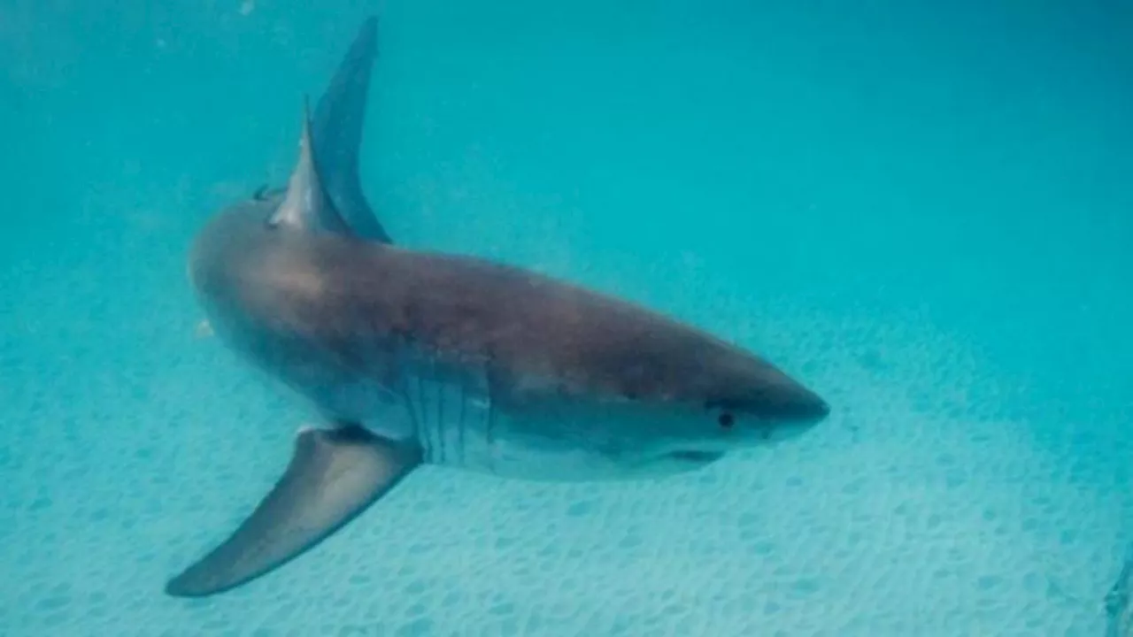 South West Beach Closed After Shark Sighting