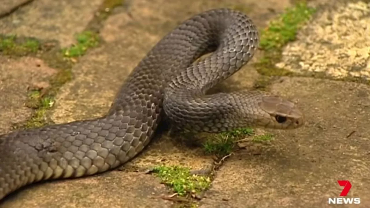 Man in Critical Condition After Snake Bite in Queensland