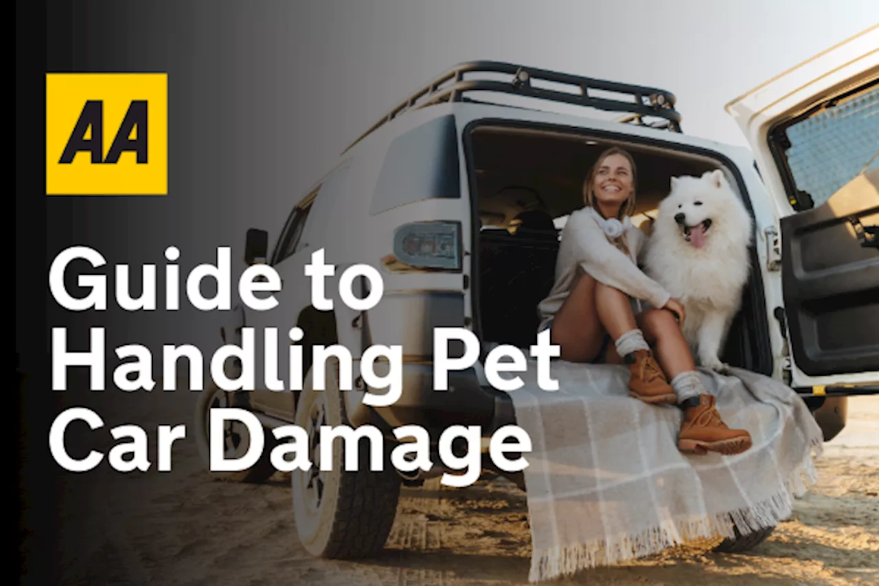 Traveling with Pets: Protecting Your Car and Ensuring a Smooth Journey