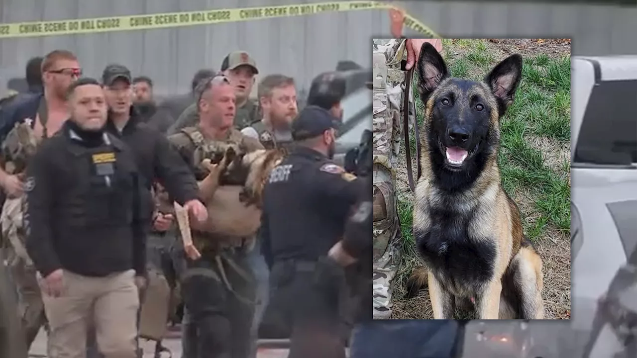 K-9 Hero Injured in Shootout While Leading Authorities to Murder Suspect Hiding in Dumpster