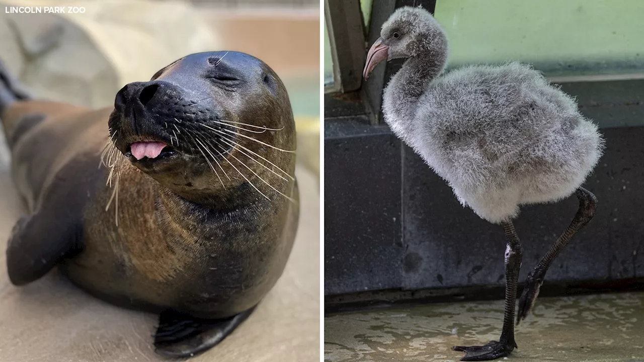 Seal, flamingo die from bird flu at Lincoln Park Zoo, officials say