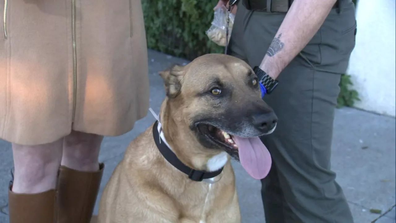 San Francisco SPCA Takes in Animals Evacuated from Overcrowded LA Shelters