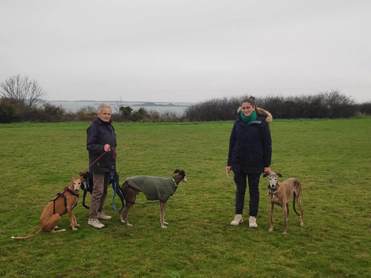 Les Galgos, des lévriers sauvés de la maltraitance en Espagne