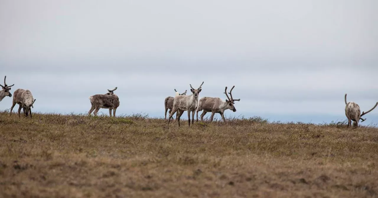 Biden Administration Imposes Last-Minute Protections on Alaskan Oil Reserve