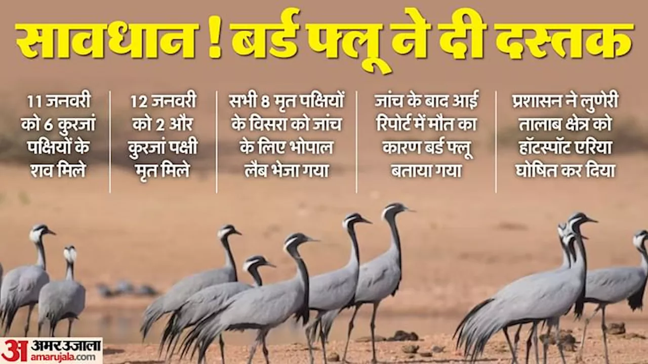 Bird flu virus: कुरजां पक्षियों में बर्ड फ्लू संक्रमण के बाद अलर्ट पर राजस्थान, निगरानी में हॉटस्पॉट एरिया