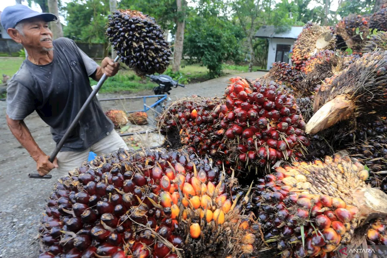 Indonesia Tantang Keseimbangan Ekonomi dan Keberlanjutan dalam Produksi Kelapa Sawit