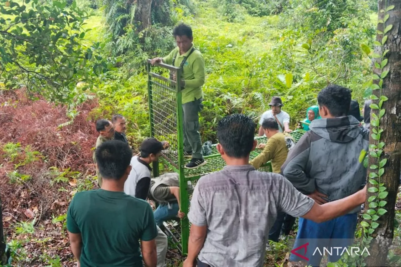 Petani Sawit di Mukomuko Was-was Bertemu Harimau