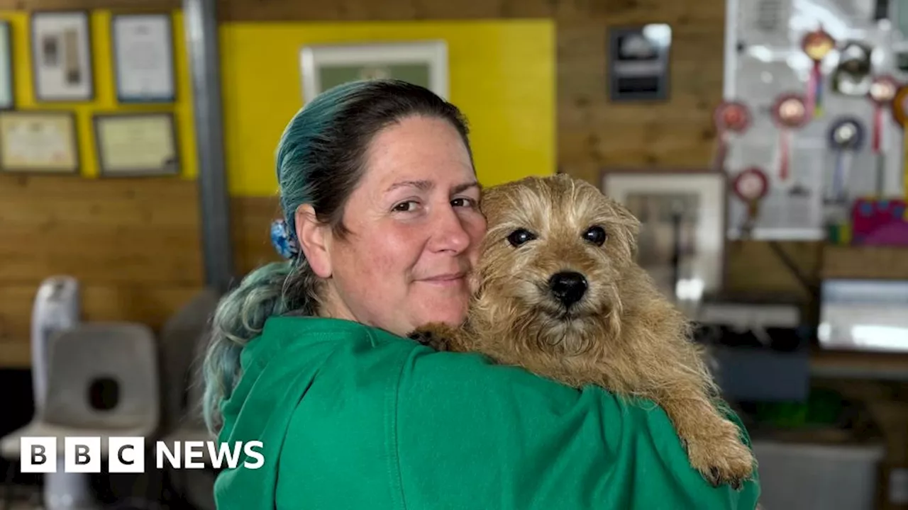 Dog Trainer Teaches Three Dogs to 'Talk' Using Sound Buttons