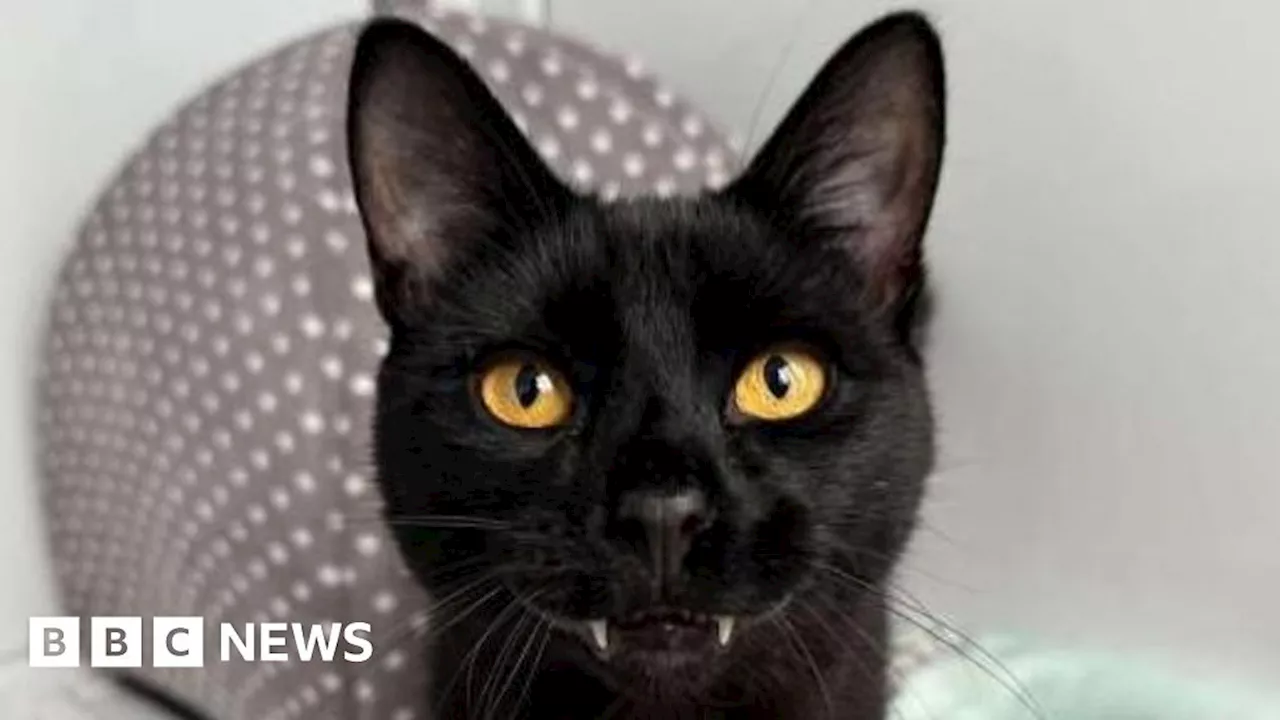 Vampire-Fanged Cat Seeks Loving Home