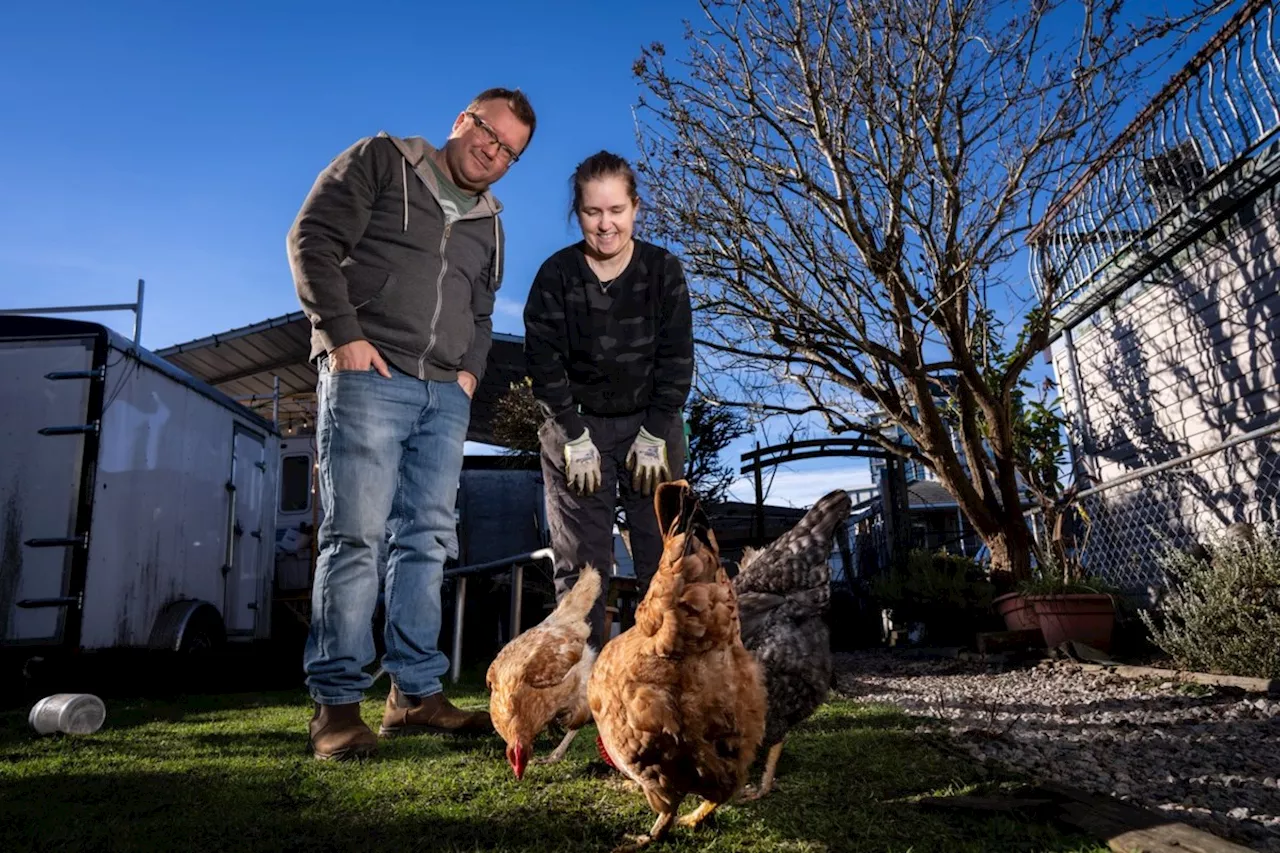 Vancouver Chicken Owners Take Precautions as Avian Flu Spreads