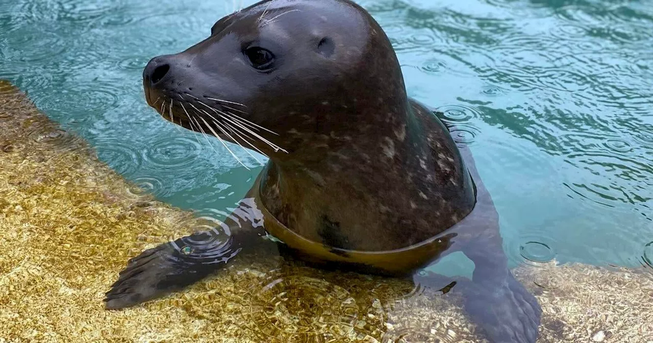 Seal, flamingo die of bird flu at Lincoln Park Zoo