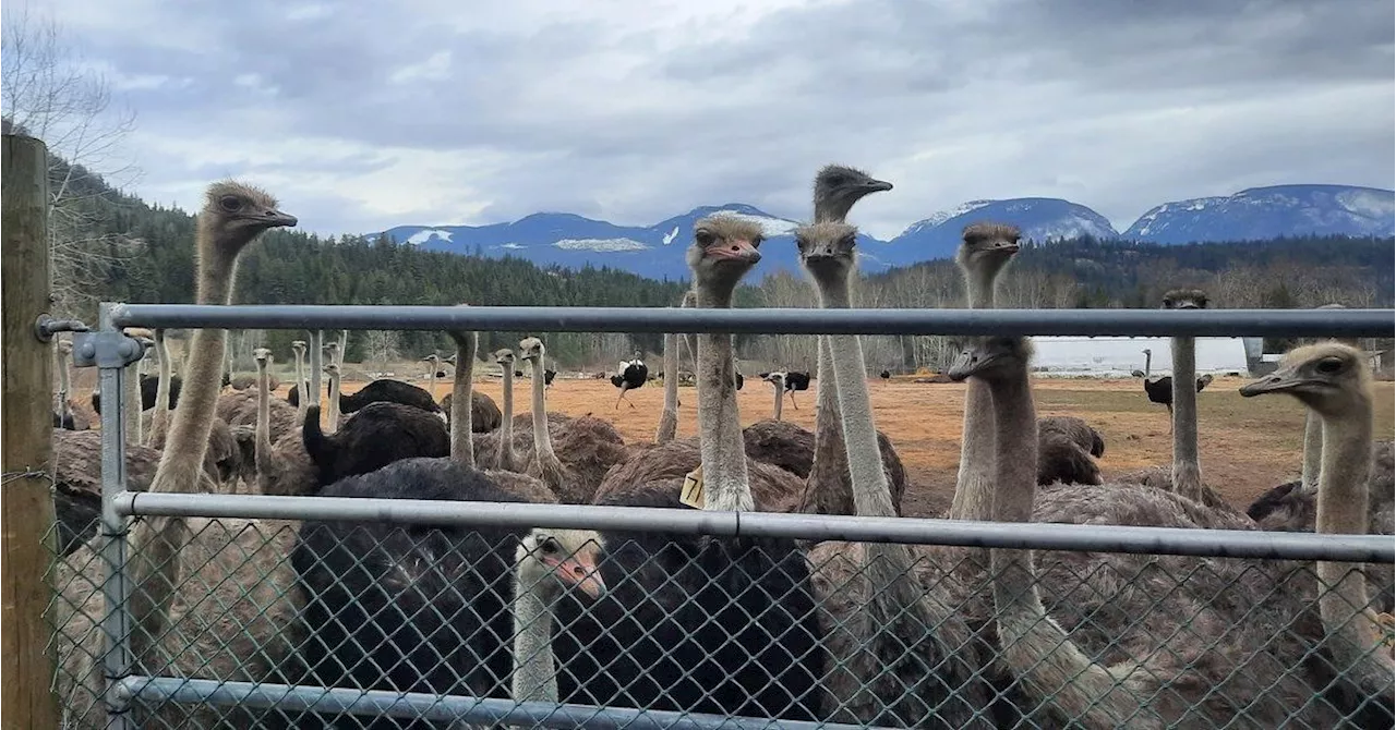 Can Science Save B.C. Ostrich Herd From Depopulation Order?