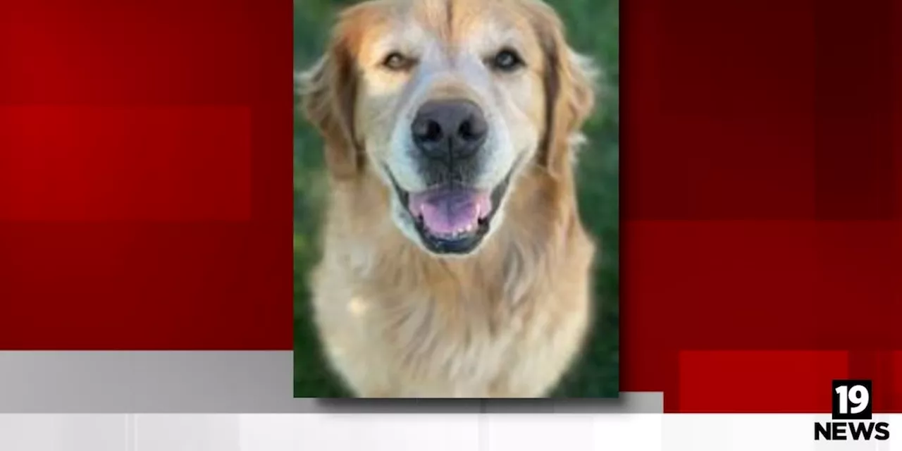 ‘Tank,’ the Summit County Common Pleas Court therapy dog, dies of cancer