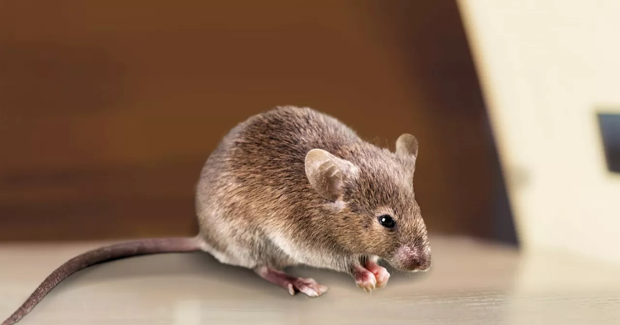 Rats Invade Houston Police Evidence Room, Accessing Drugs and Potentially Disrupting Cases