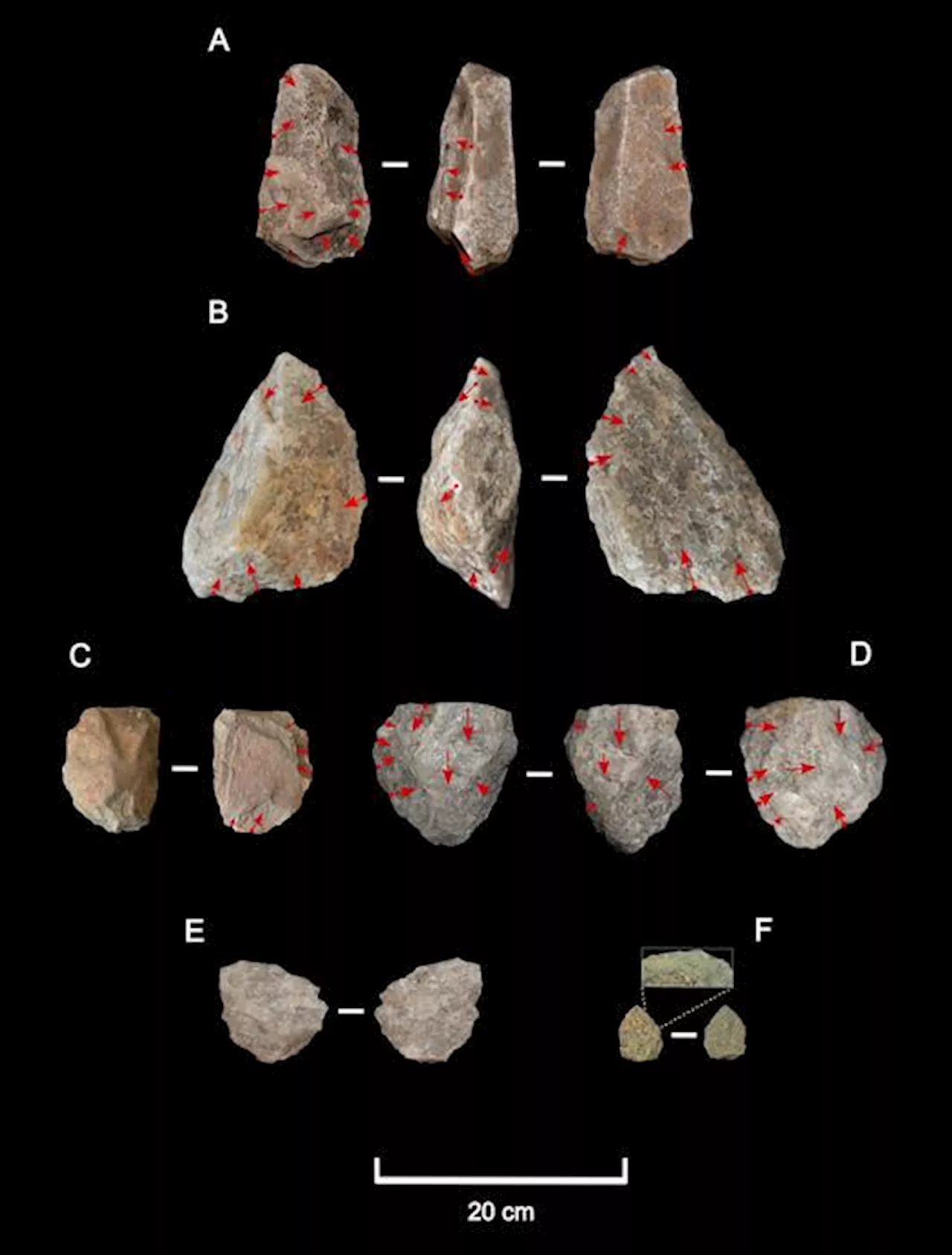 Early Hominins Show Remarkable Desert Adaptations