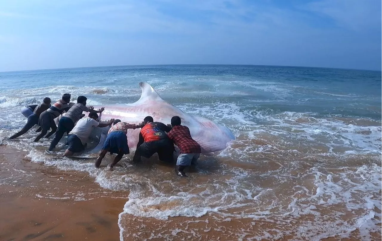 India's Fisherfolk Lead Whale Shark Rescue Effort