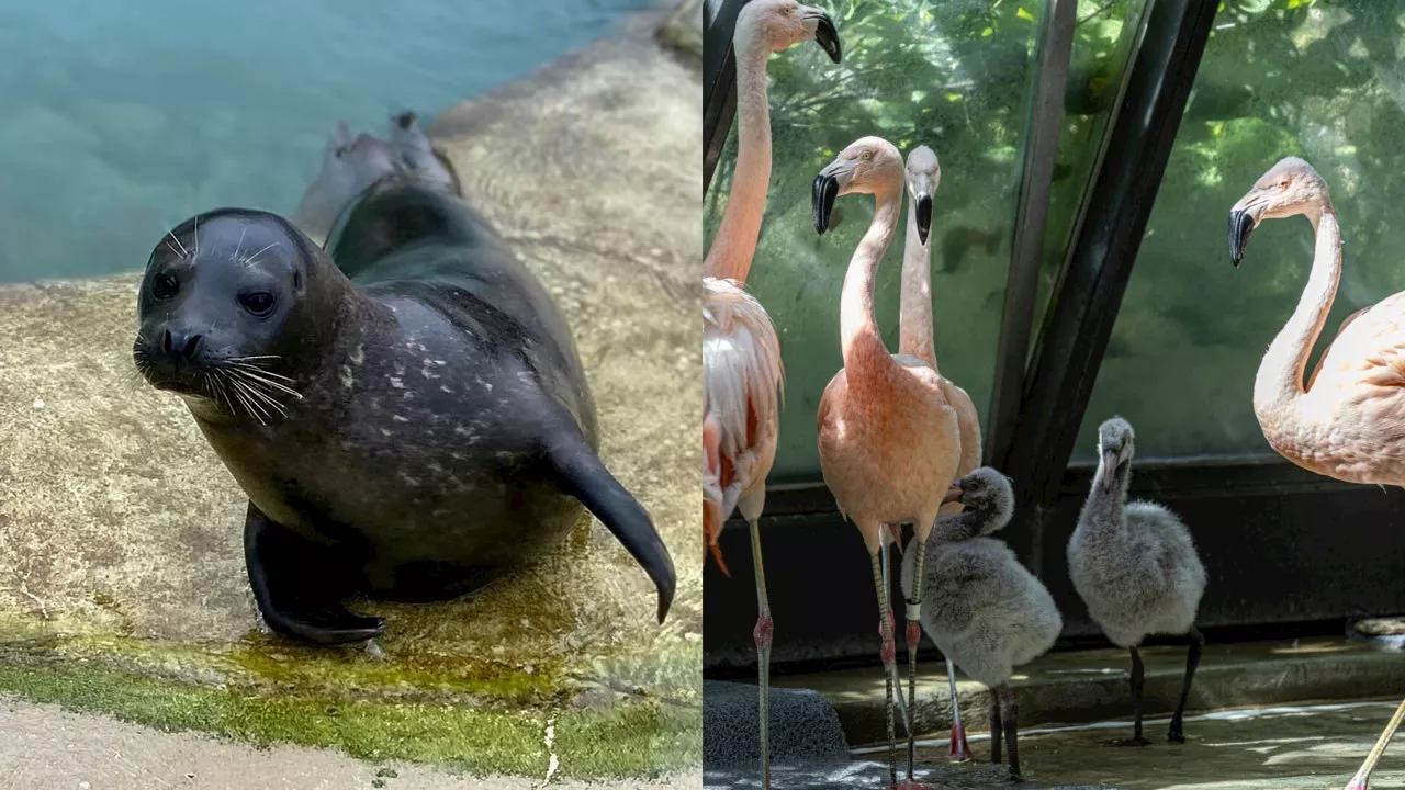 Bird Flu Claims Lives of Flamingo and Harbor Seal at Lincoln Park Zoo