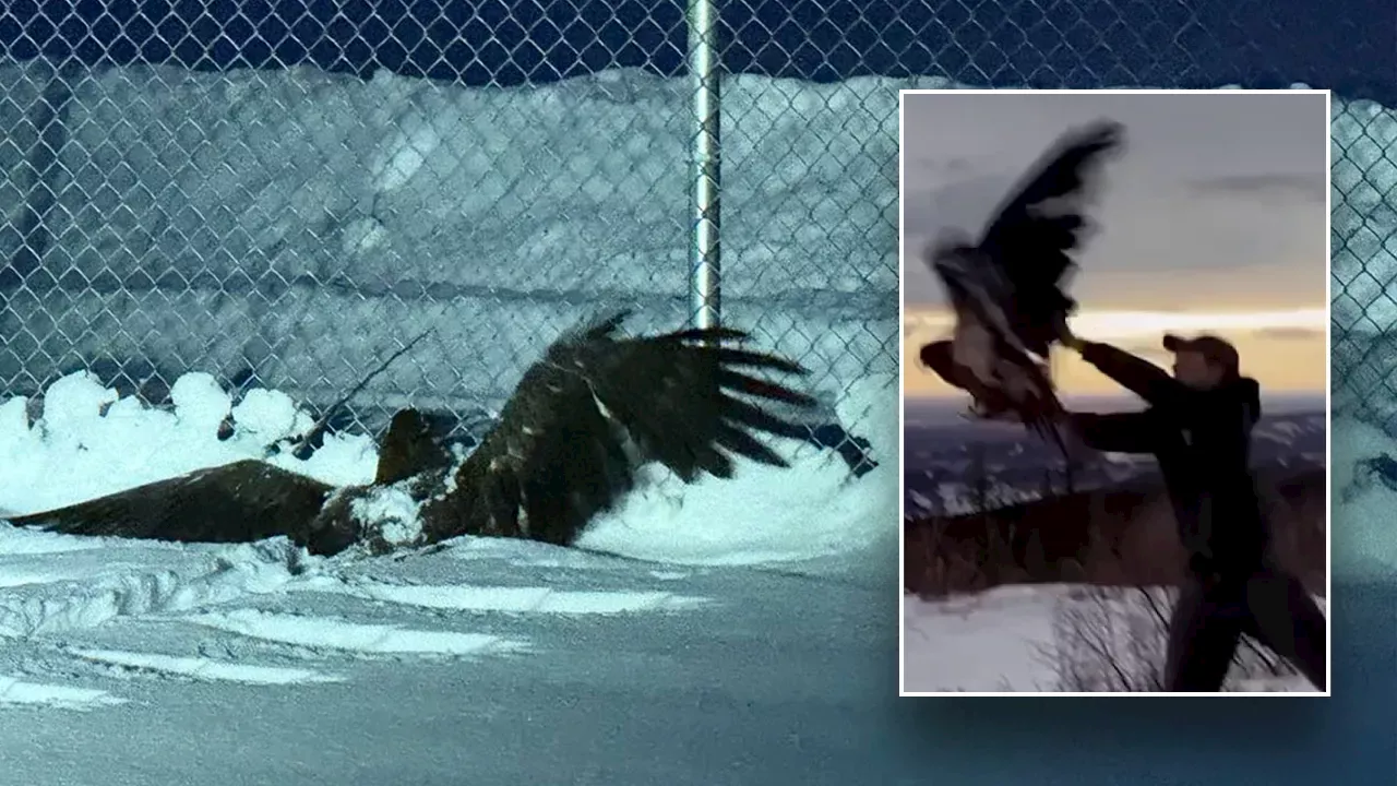 Frozen Bald Eagle Rescued by Alaska Police, Released Back into the Wild