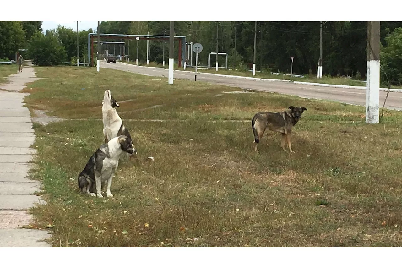 Chernobyl Dogs' Genetic Differences Unlikely Caused by Radiation