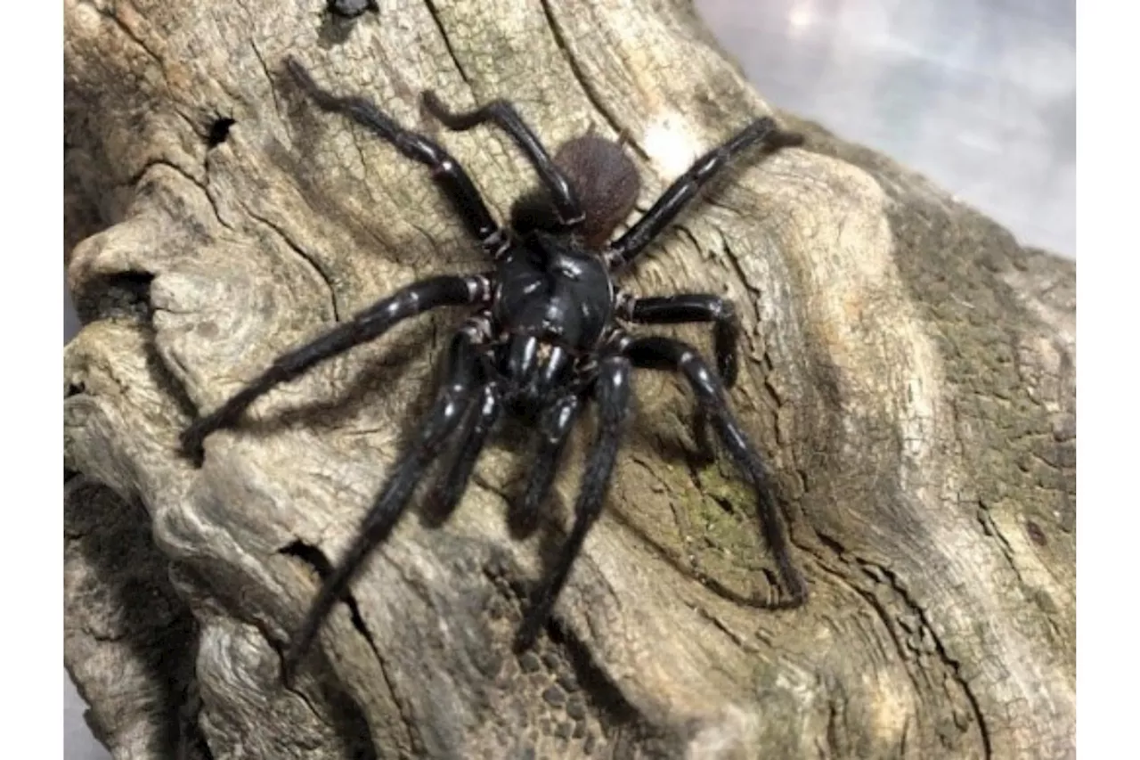 Sydney Funnel-Web Spider Reclassified as Three Distinct Species