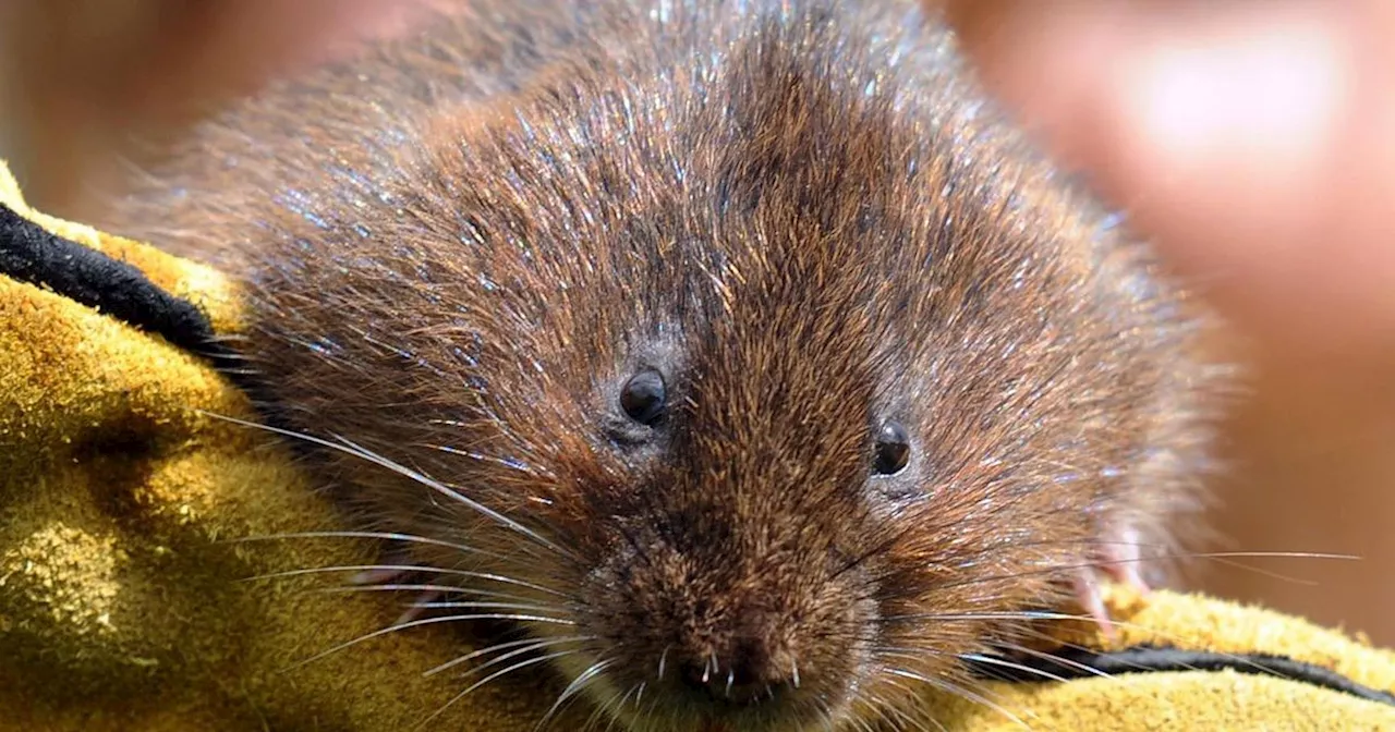 Water Vole Sanctuary Planned in Land Swap Deal for Glasgow's Easterhouse