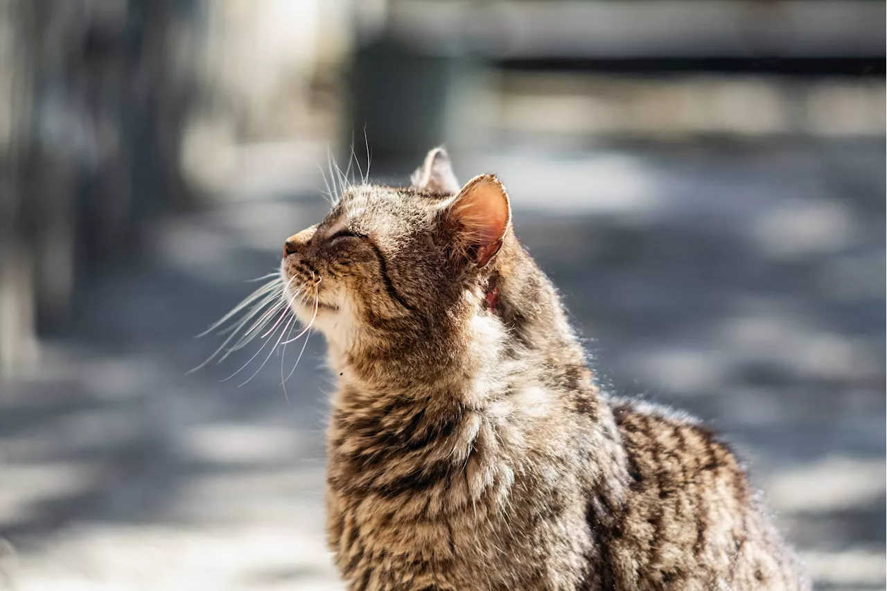 Die Lebensdauer von Katzen: Wie alt werden Katzen eigentlich?