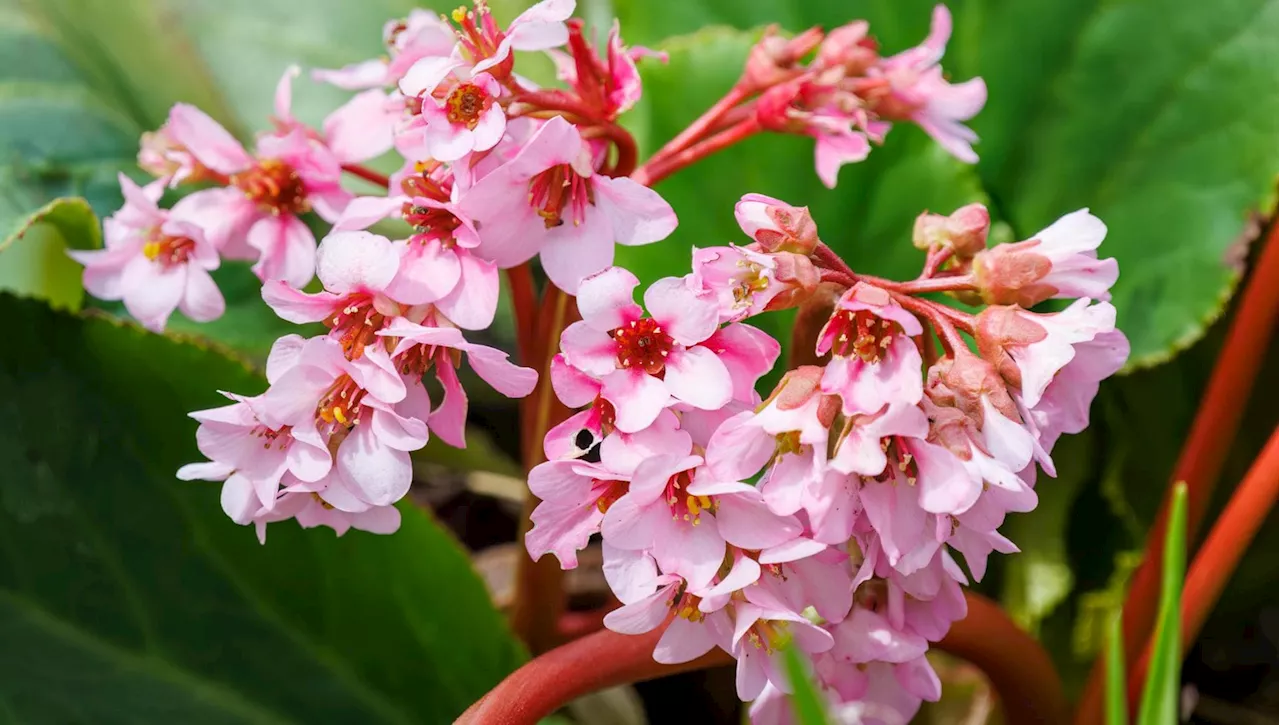 Bergenia: La Pianta Resistente e Bellissima