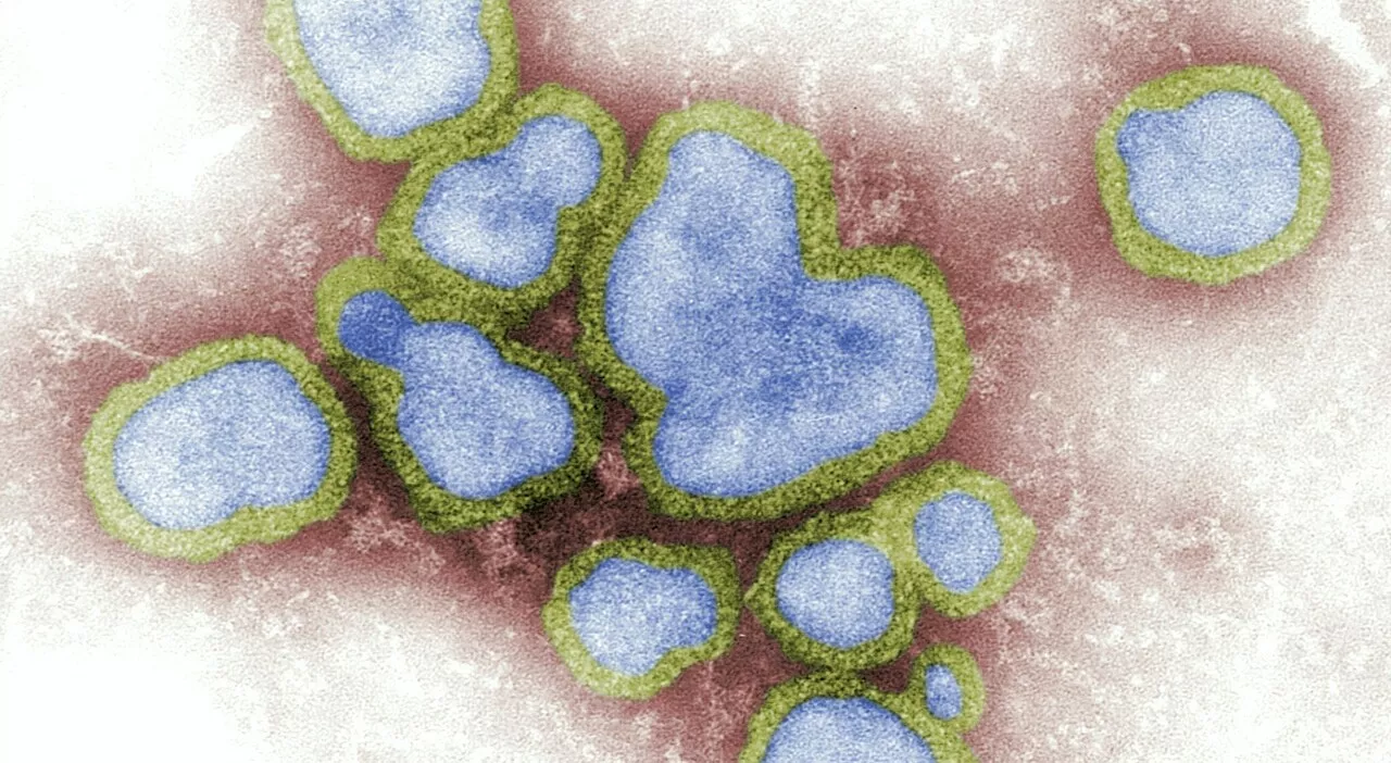 Influenza Aviaria: Ema Monitora la Situazione Globalmente