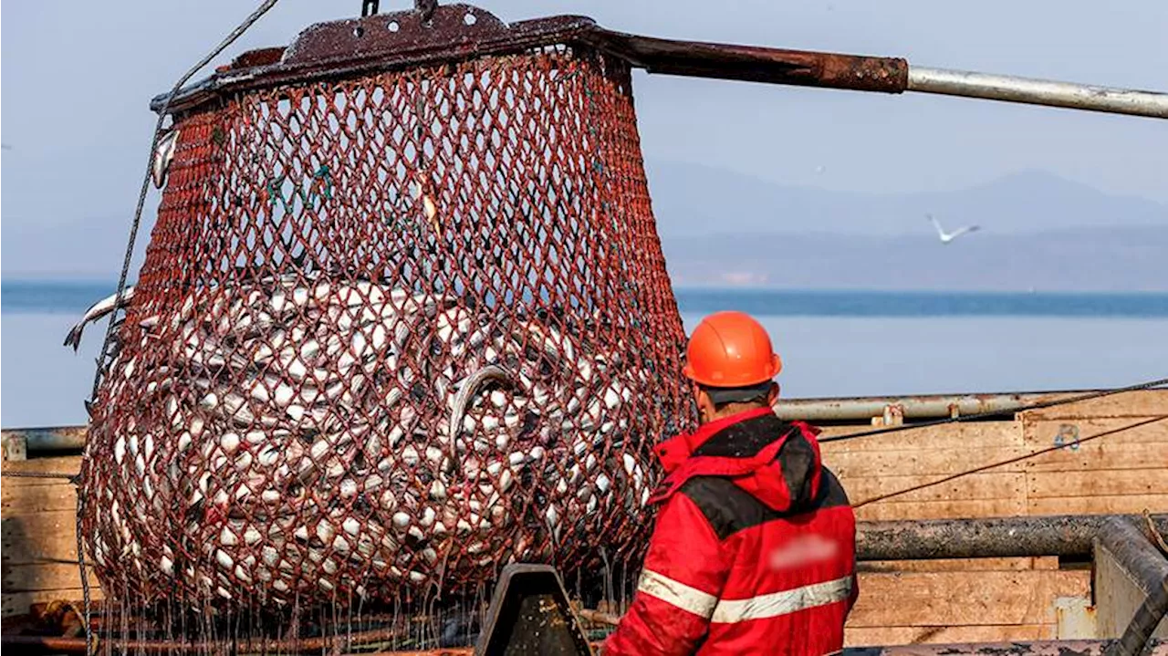 Роспотребнадзор усиляет контроль за безопасностью морепродуктов и окружающей среды на Черном море