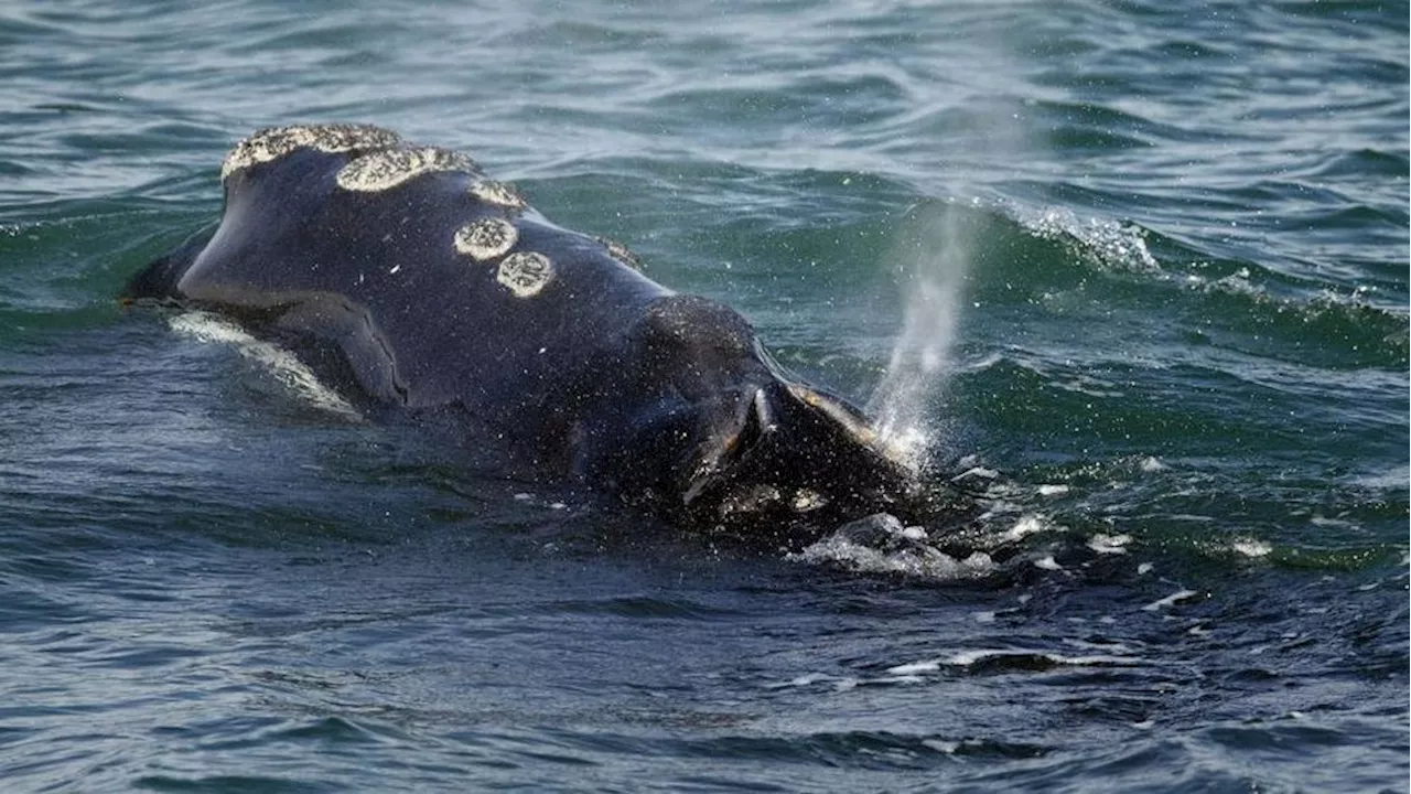 Federal Right Whale Protection Rule Withdrawn Amid Outrage from Conservationists and Fishermen