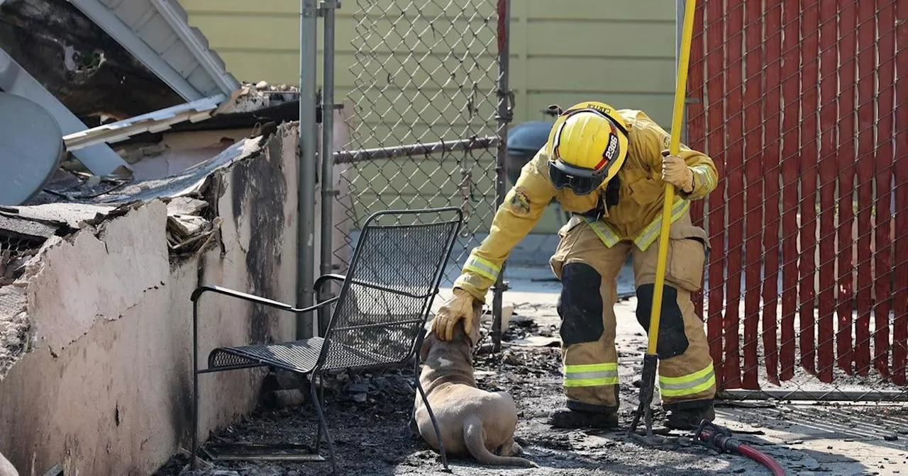 San Francisco SPCA Offers Free Puppy Adoptions to Make Room for Wildfire Evacuees