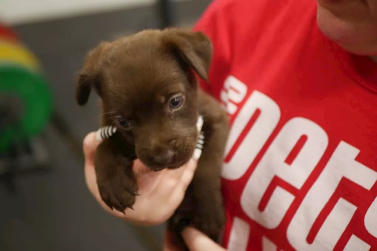 Full shelters prompt urgent call from San Antonio Pets Alive! for adoptions, fostering