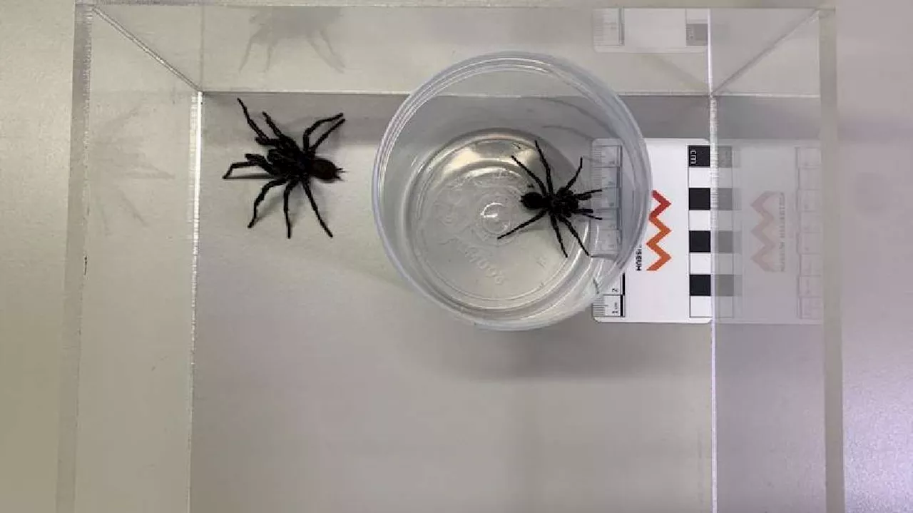 Australian scientists discover bigger species of deadly funnel web spiders