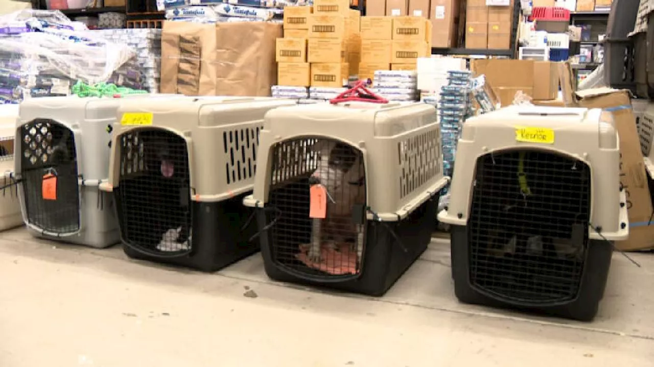 California Wildfire Evacuees: Dogs and Cats Find New Homes in Utah