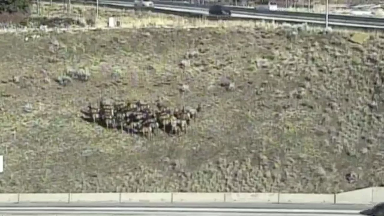 Wildlife experts urge drivers to be careful as snow pushes elk to Utah valleys