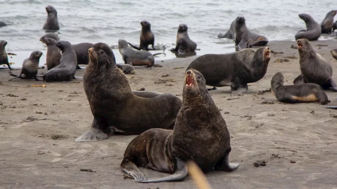 St. Paul Island Tribe Pivots to Local Stewardship Amidst Sanctuary Debate