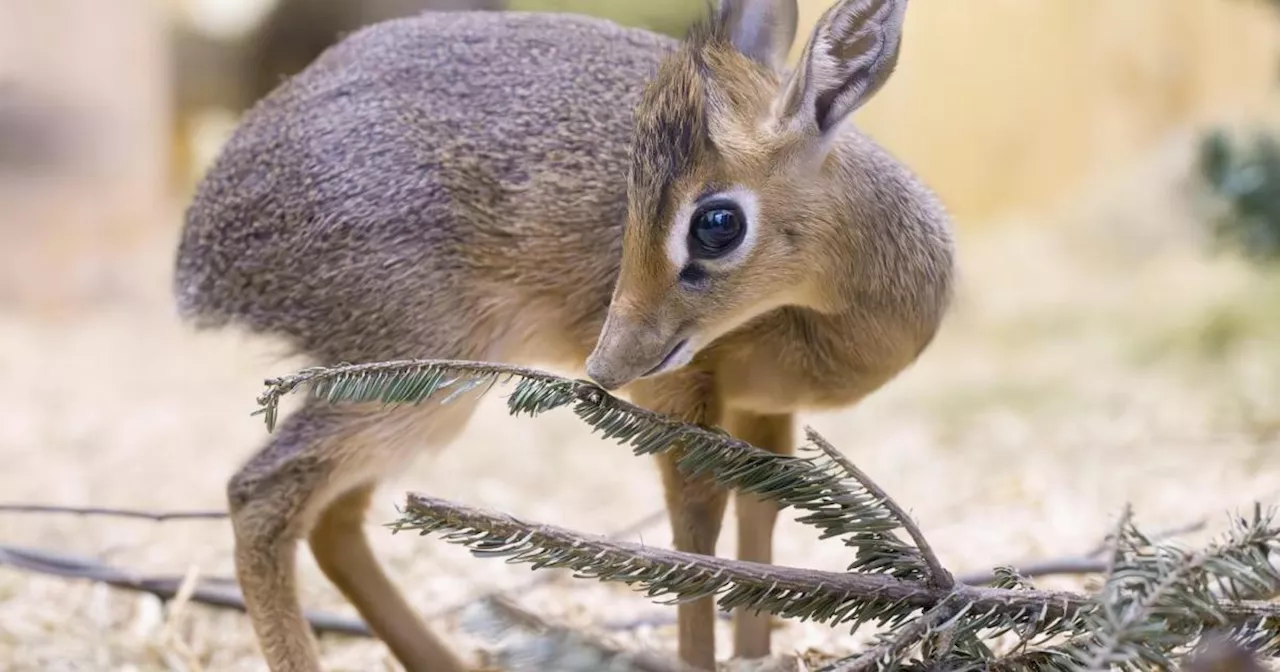 Kleine Antilopen im Tiergarten Schönbrunn: Erstmals Nachwuchs