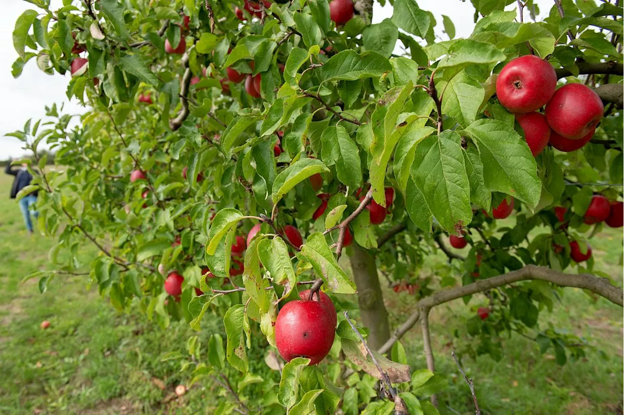 La Recherche Française S'Attaque à la Protection des Pommiers Sans Pesticides