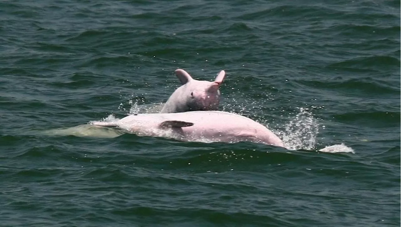 I Delfini Rosa di Hong Kong: Un Simbolo in Pericolo