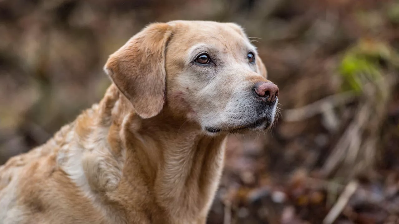 Girl, 11, Left With 36 Wounds After Attack by Pack of Labradors