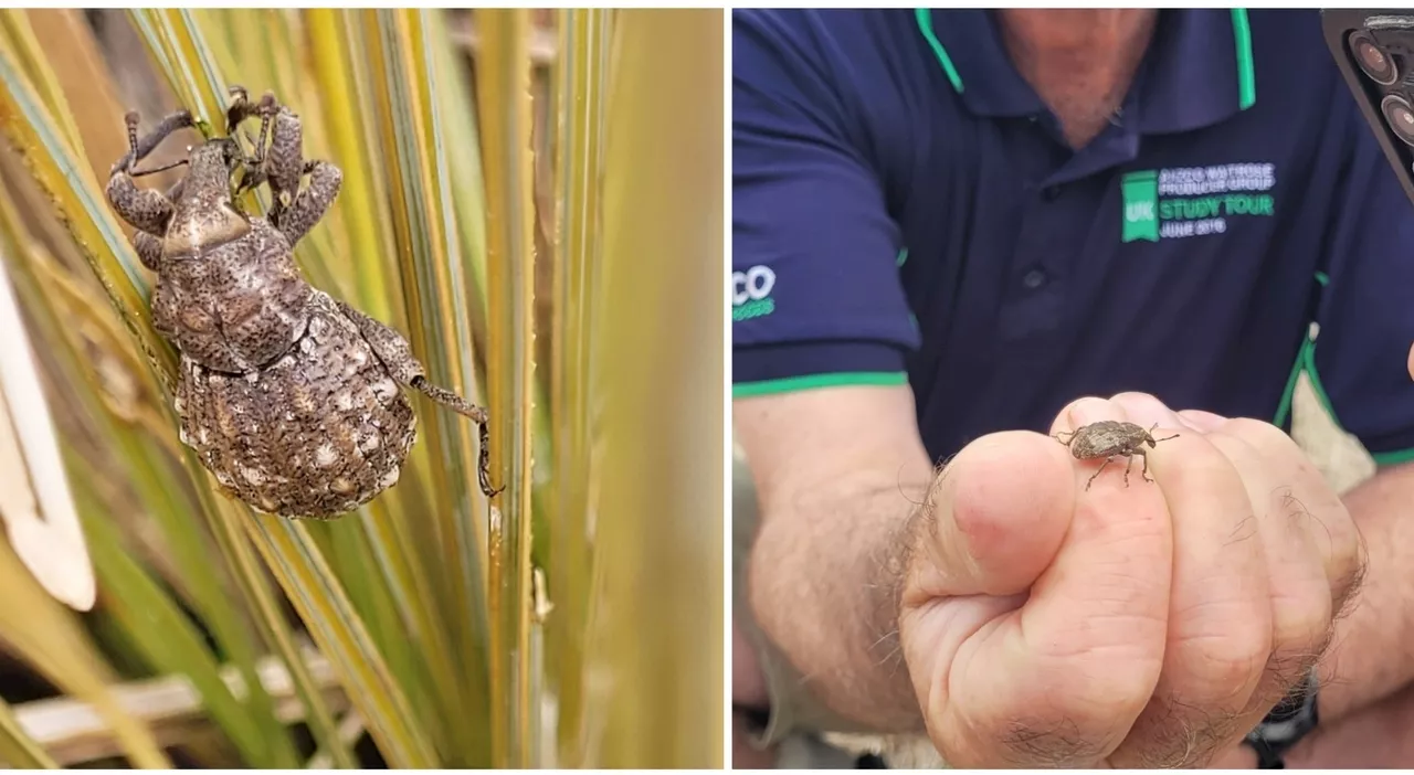 Un ritrovamento raro: tre punteruoli bitorzoliti di Canterbury in Nuova Zelanda